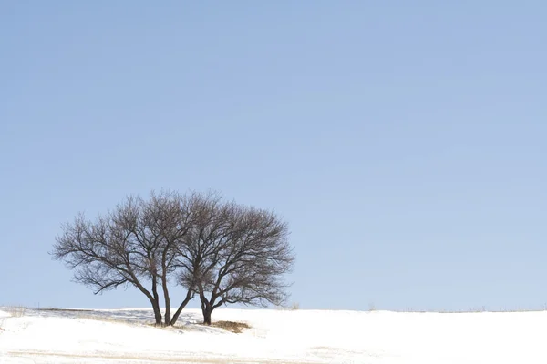 Osamělá zimní strom — Stock fotografie