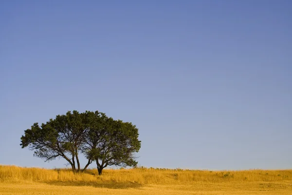 Fältet och ensamt träd — Stockfoto