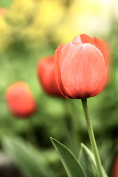 Zbliżenie: czerwone tulipany w przyrodzie. — Zdjęcie stockowe
