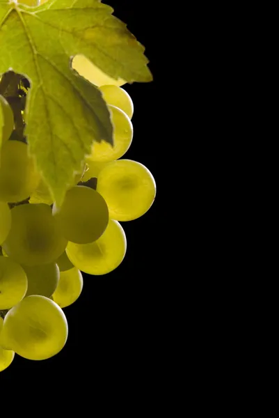 Ramo de uvas maduras sobre fondo negro — Foto de Stock