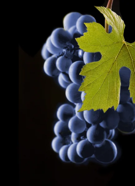 Aglomerado de uvas azuis frescas e folha verde — Fotografia de Stock