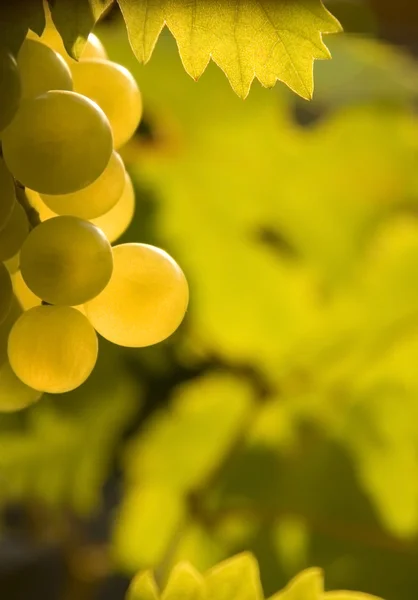Осенняя зеленая виноградная лоза — стоковое фото