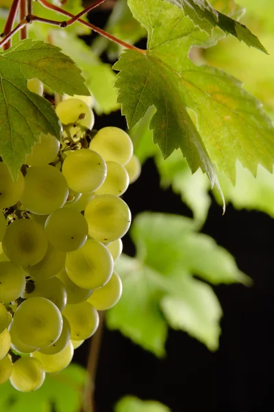 Осенняя зеленая виноградная лоза — стоковое фото