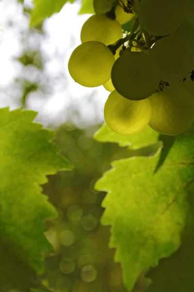 Herbstliche grüne Weinrebe am Zweig — Stockfoto