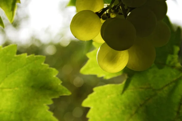 Automne vigne verte sur branche — Photo