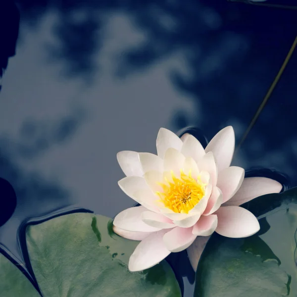 Witte lotusbloem — Stockfoto