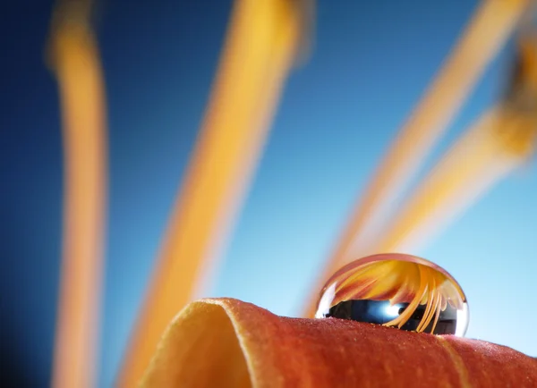 ユリの花びらで水ドロップ — ストック写真