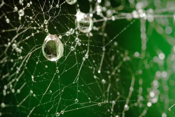 Teia de aranha com gotas de água — Fotografia de Stock