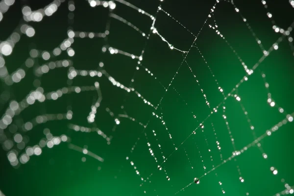 Αράχνη web με σταγόνες νερού — Φωτογραφία Αρχείου