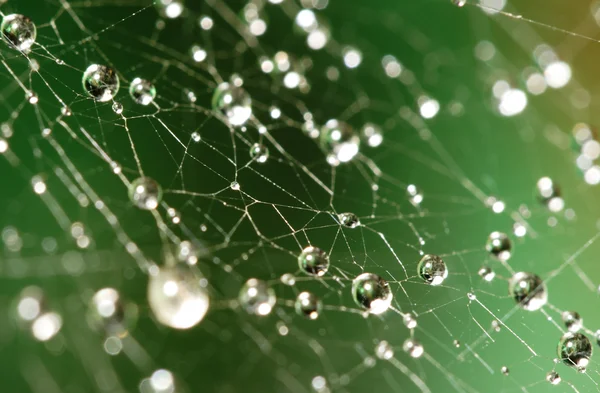 Hämähäkinverkko vesipisaroilla — kuvapankkivalokuva