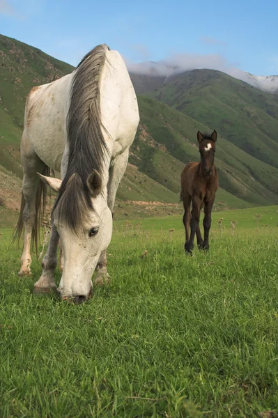 Grasende Pferde auf einem Berg lizenzfreie Stockbilder