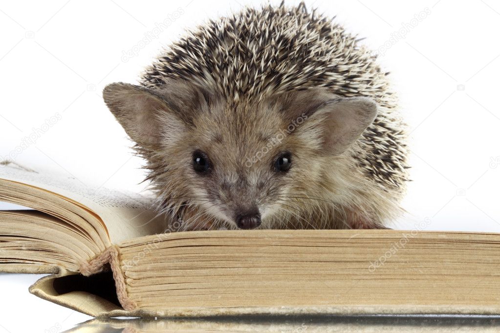 Hedgehog on book