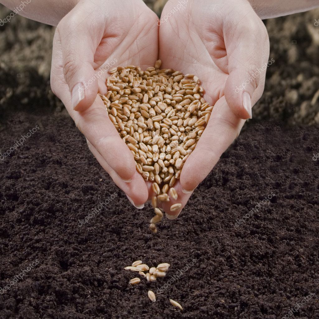 Sowing seed Stock Photo by ©chepko 5646285