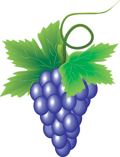 Відділення винограду — стоковий вектор