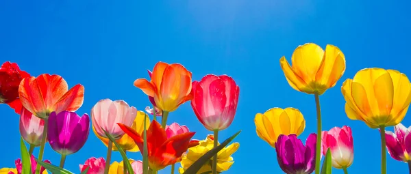 Bunte Tulpen —  Fotos de Stock