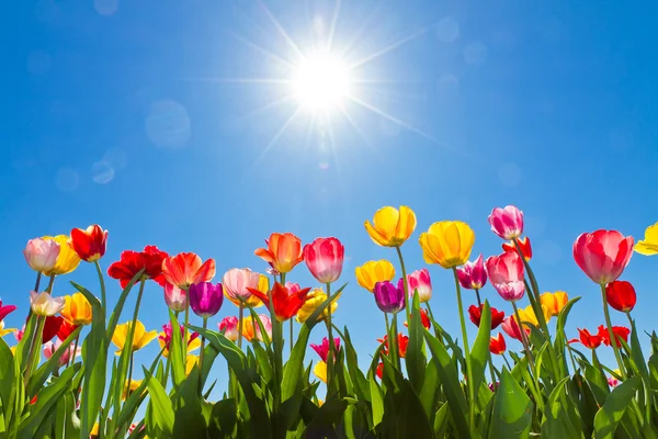 Tulipany w słońcu — Zdjęcie stockowe