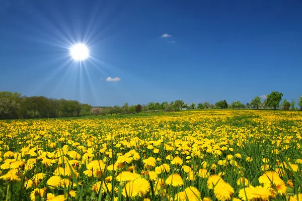 Sonnige Blumenwiese — Stockfoto