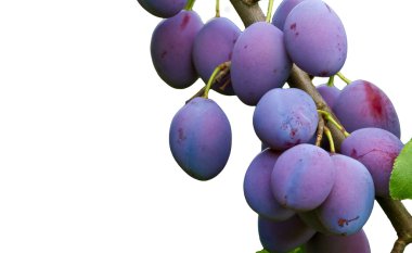 Pflaumen am Ast freigestellt