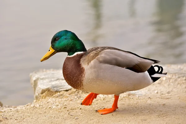 stock image A duck