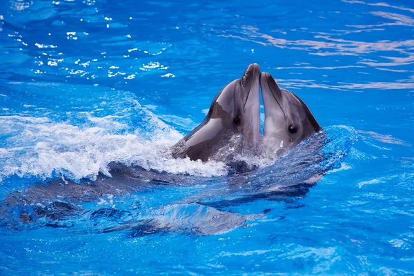 stock image Dolphin