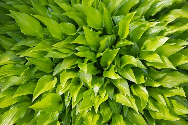 stock image Leaves of the plant