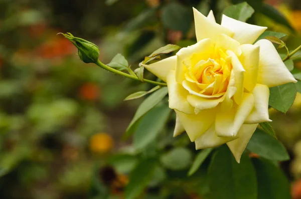 stock image Yellow rose background