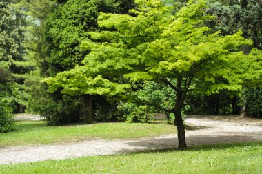 Japanese maple tree in a park clipart