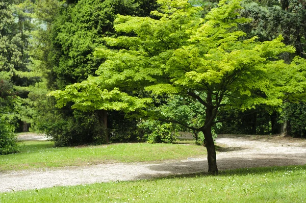 Japanilainen vaahtera puu puistossa — kuvapankkivalokuva
