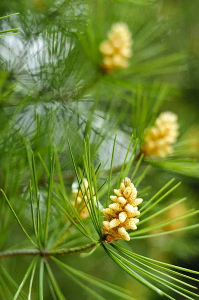 Stock image Young pine cones