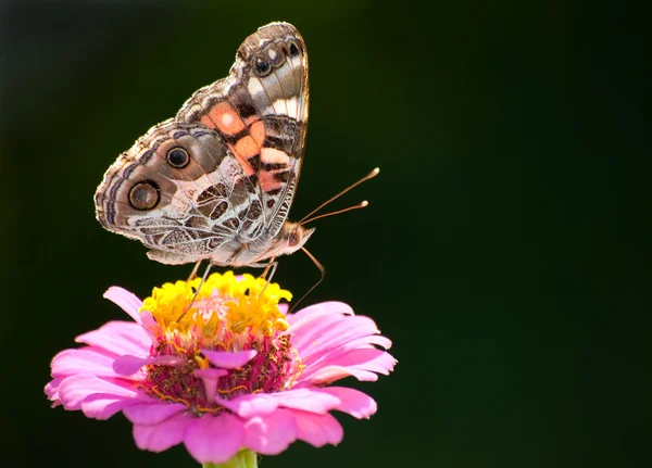 Американская бабочка-леди, кормящаяся на темном фоне — стоковое фото