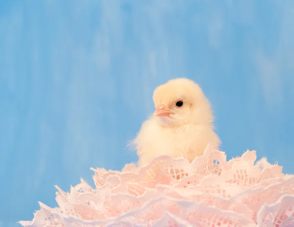 黄色复活节小鸡在粉红蕾丝 — 图库照片