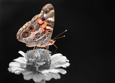 Beautiful American Painted Lady butterfly, color spot on black-and-white clipart