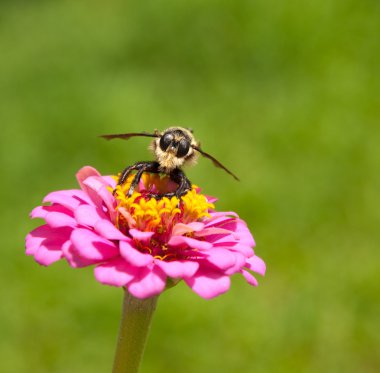 Bee hunter zat op een zinnia