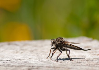 Bee Killer on a log clipart