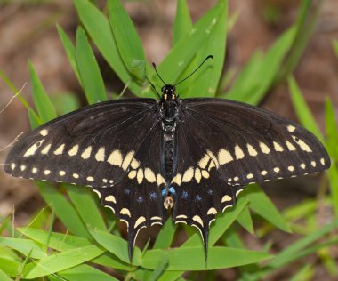 çimenlerin üzerinde dinlenme Doğu siyah swallowtail