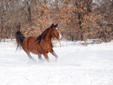 Kırmızı koyu at derin karda koşma