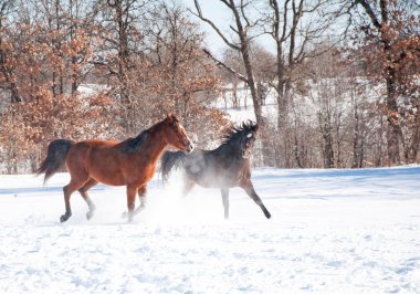 Two horses running in deep snow clipart