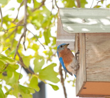 Doğu bluebird, nextbox, sialia sialis