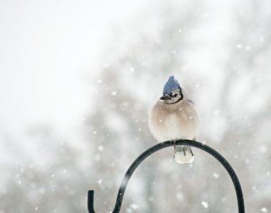 Mavi jay, cyanocitta cristata fluffed