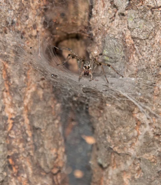 Lejka internetowych tkacz trawa pająk się na jego ścieżki web — Zdjęcie stockowe