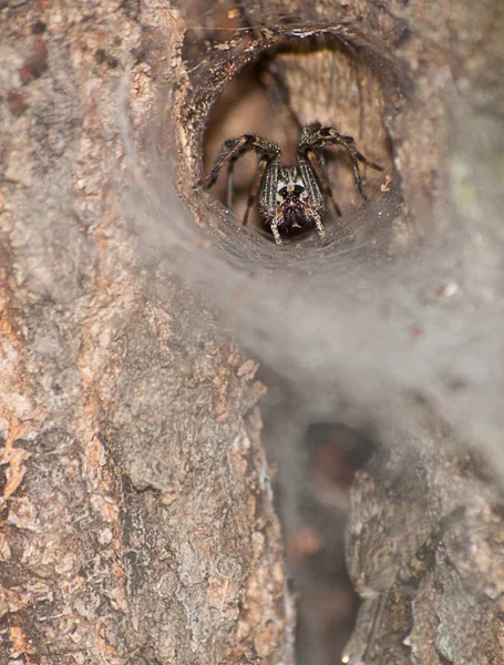 Trychtýř weaver trávy pavučina v ústí jeho skrývání díry — Stock fotografie