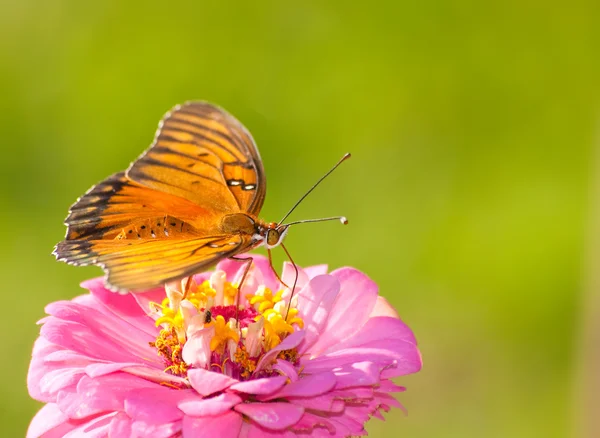 美しい agraulis vanillae、湾岸ヒョウモンドクチョウという蝶 — ストック写真