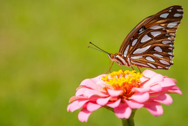 ヒョウモンドクチョウという蝶をカラフルなオレンジと銀の湾 — ストック写真