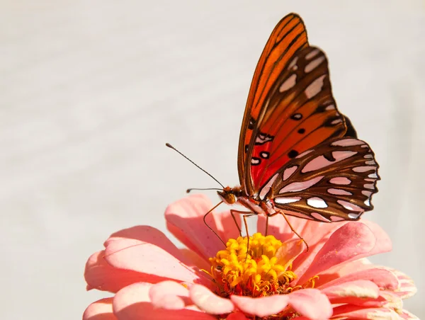 Помаранчевий і срібний Аграуліс ванільний метелик — стокове фото