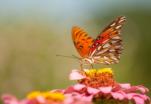 Renkli agraulis vanillae kelebek Pembe çiçek üzerinde besleme — Stok fotoğraf