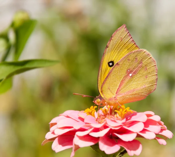 Pillangó ragyogó lucerna, colias eurytheme — Stock Fotó
