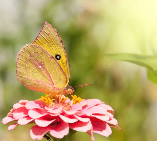 Butterfly Alfalfa Terang, Colias eurytheme — Stok Foto