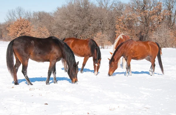 Grupo de caballos mordisqueando en la hierba que se pega a través de la nieve — Foto de Stock