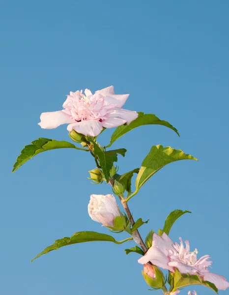 Hermosa flor rosa claro Althea —  Fotos de Stock