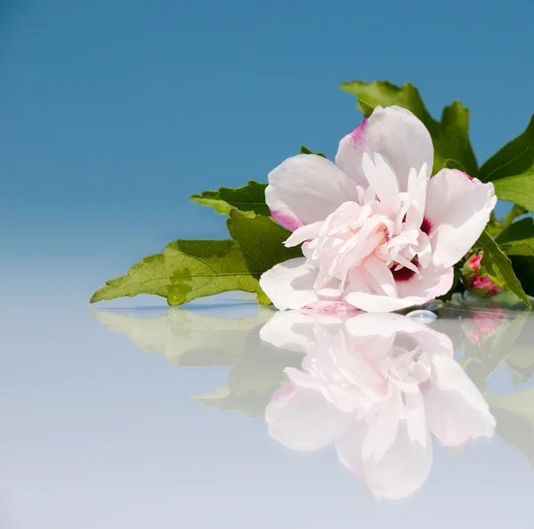 Rosa pallido Hibiscus syriacus fiore contro il cielo blu — Foto Stock